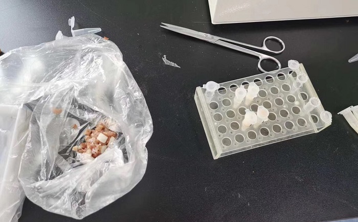 猪肉组织茄子视频网站前