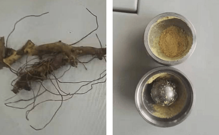 穿山龙茄子视频网站前后