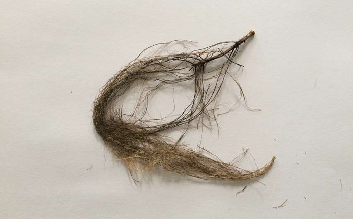 棉花根茄子视频网站前