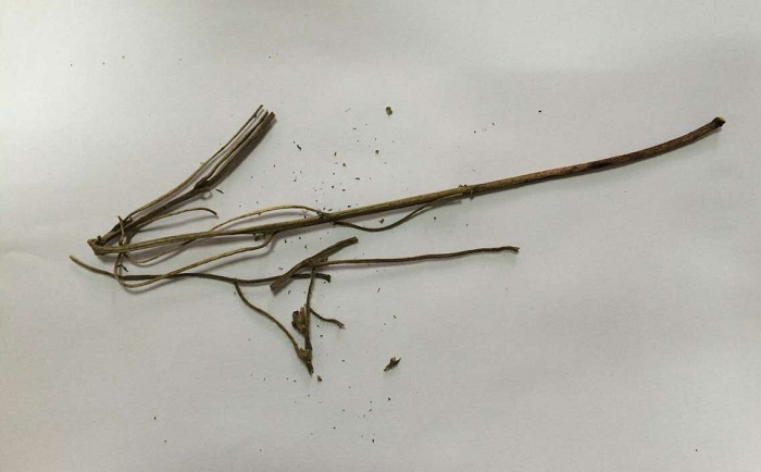 棉花茎茄子视频网站前