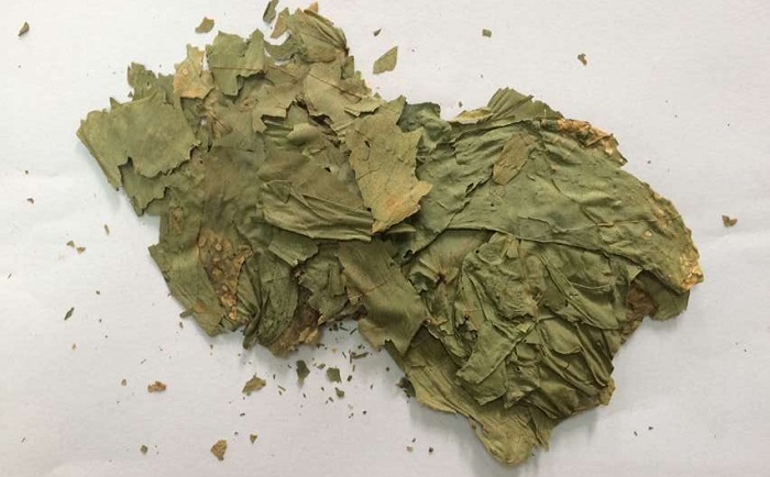 棉花叶茄子视频网站